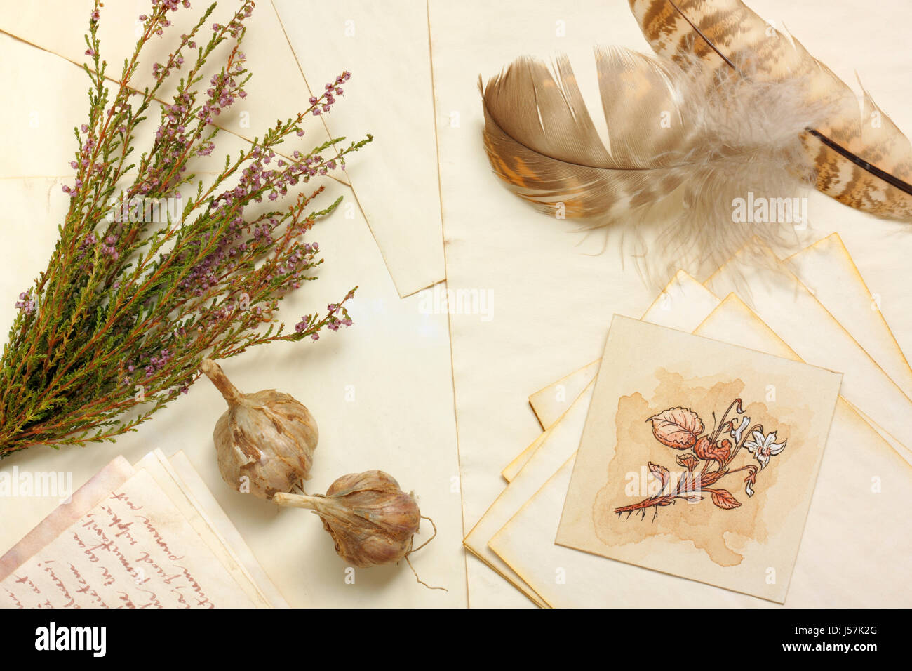 Nostalgische Vintage Stillleben mit Knoblauch, botanische Zeichnung, jede Menge getrockneten Heidekraut und Federn über Alter Papierbögen Stockfoto