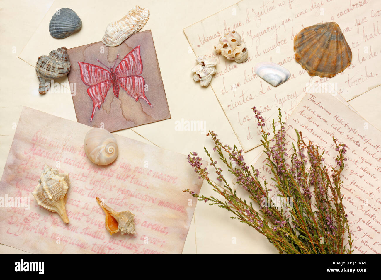 Nostalgische Vintage Stillleben mit Schmetterling zeichnen, Muscheln und Haufen von getrocknetem Heidekraut über Alter Papierbögen Stockfoto