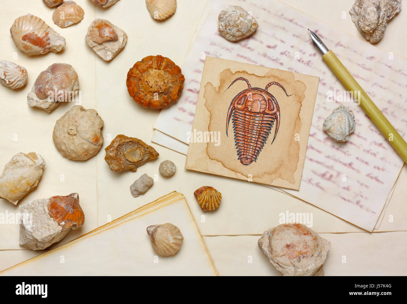 Nostalgische Vintage Stillleben mit Trilobit Zeichnung, Meeresfossilien und antiken Feder Stift über Alter Papierbögen Stockfoto