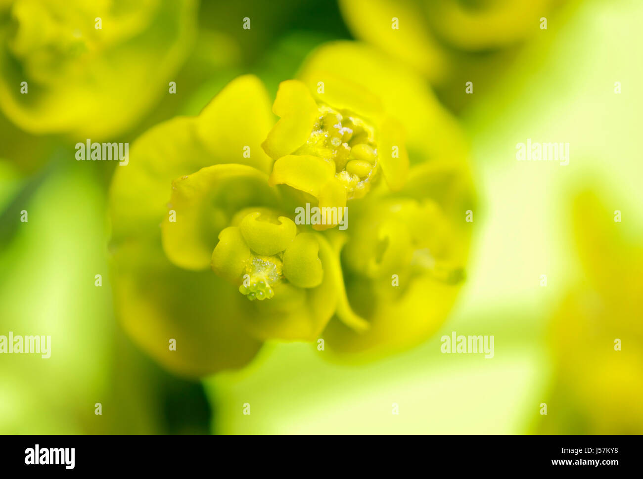 Nahaufnahme Foto von einem Blütenstand Zypressen-Wolfsmilch (Euphorbia Cyparissias) Stockfoto