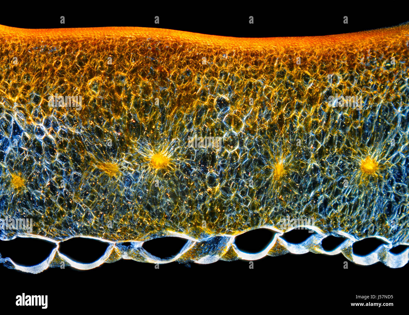 Mikroskopische Ansicht eines Chili-Pfeffer (Capsicum Annuum) Obst Perikarp Querschnitts. Polarisiertes Licht, gekreuzte Polarisatoren. Stockfoto