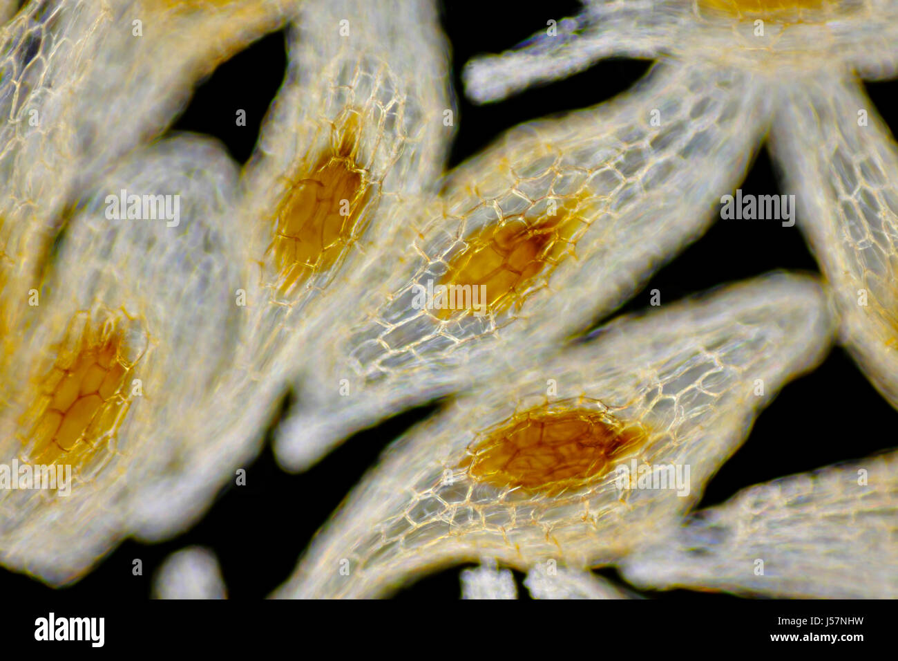 Mikroskopischen Blick auf europäische terrestrische Orchidee Samen. Dunkelfeld Beleuchtung. Stockfoto