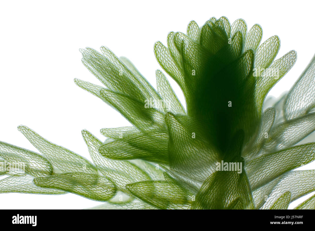 Mikroskopische Ansicht von Torfmoos (Sphagnum). Hellfeld-Beleuchtung. Stockfoto