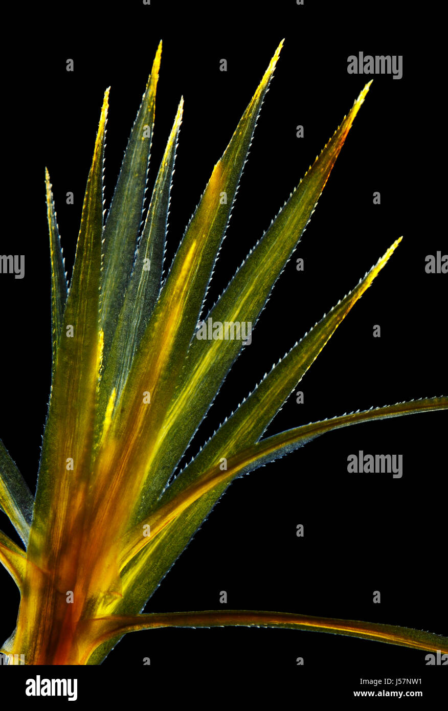 Mikroskopische Ansicht des gemeinsamen Haircap Moos (Polytrichum Commune). Polarisiertes Licht, gekreuzte Polarisatoren. Stockfoto