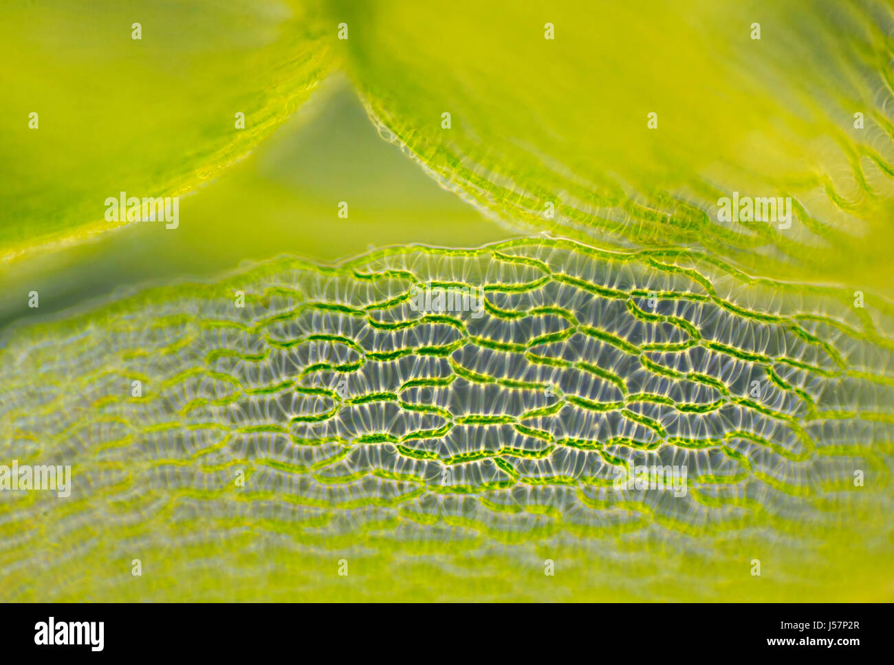 Detail des Blattes Torfmoos (Sphagnum). Dunkelfeld Beleuchtung. Stockfoto