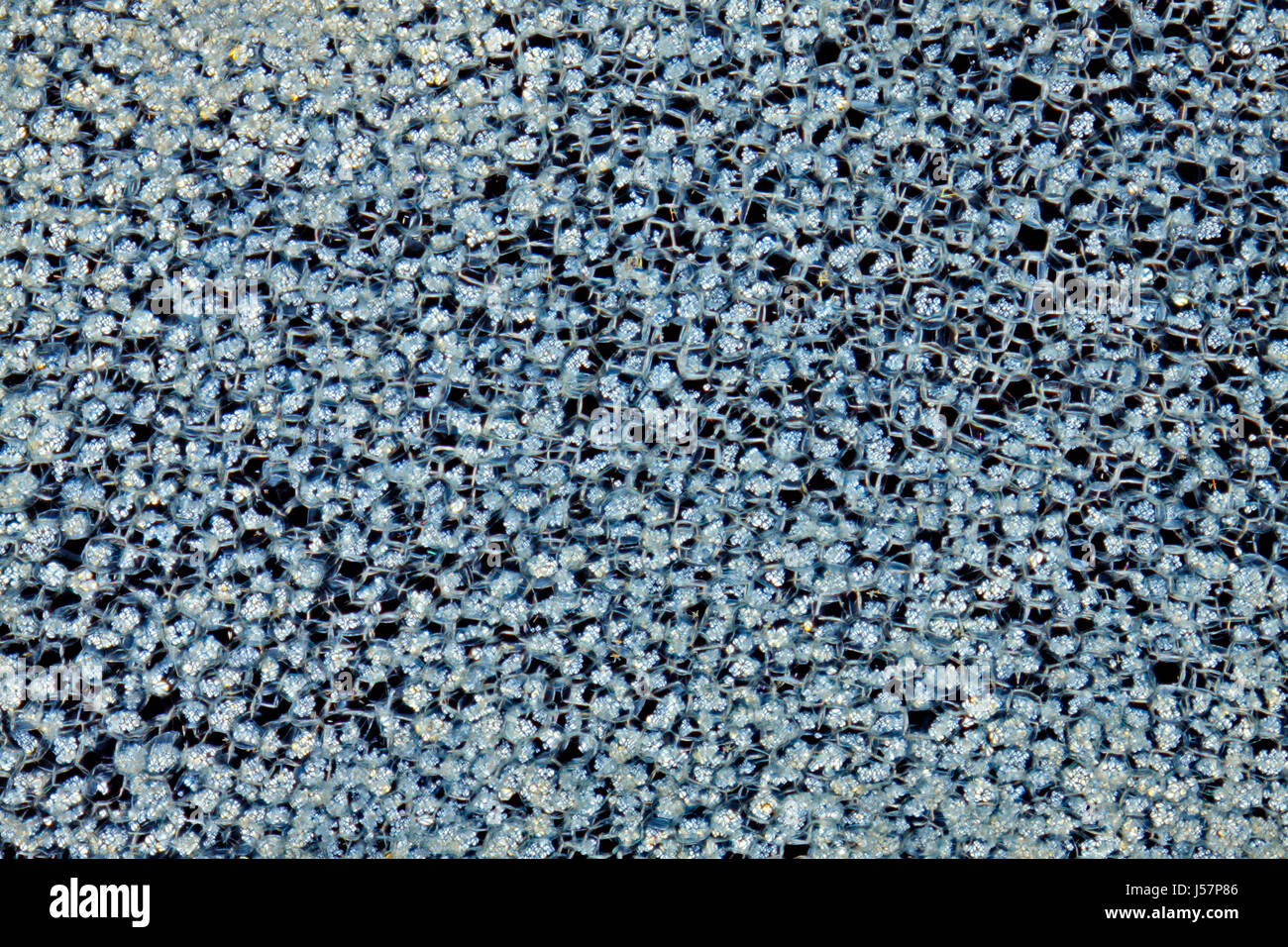 Mikroskopische Ansicht eines Kartoffel-Knolle-Querschnitts mit Stärke Körner (Amyloplasten) in der Pflanzenzelle. Polarisiertes Licht, gekreuzte Polarisatoren. Stockfoto