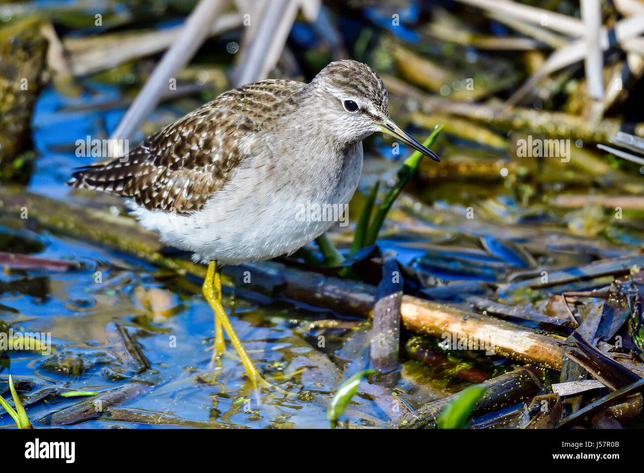 Bruchwasserläufer Stockfoto