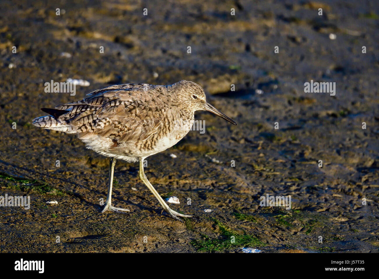 Bruchwasserläufer Stockfoto