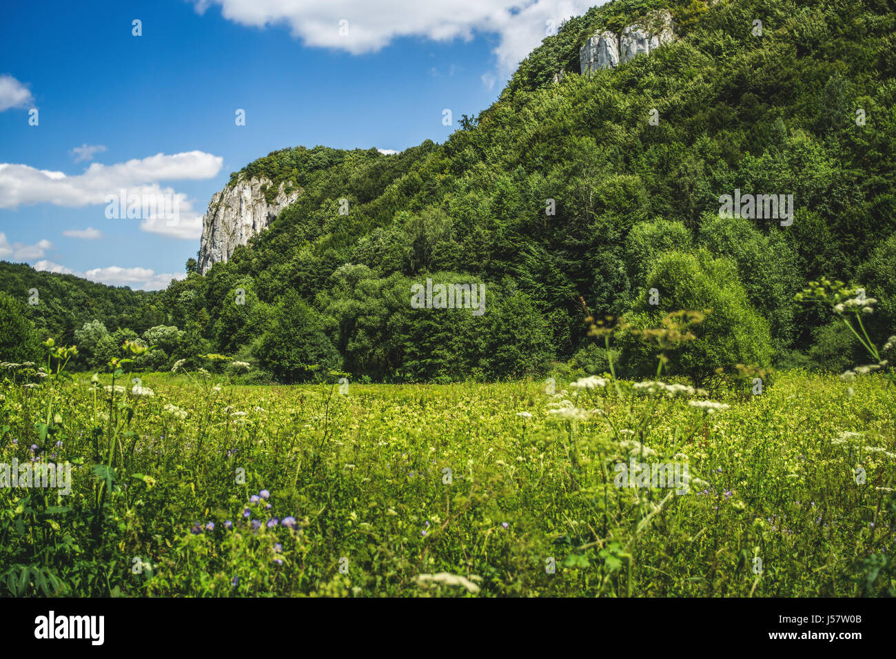 Sokolica Rock im Jura von Krakau in Polen, eine grüne Sommerlandschaft. Stockfoto