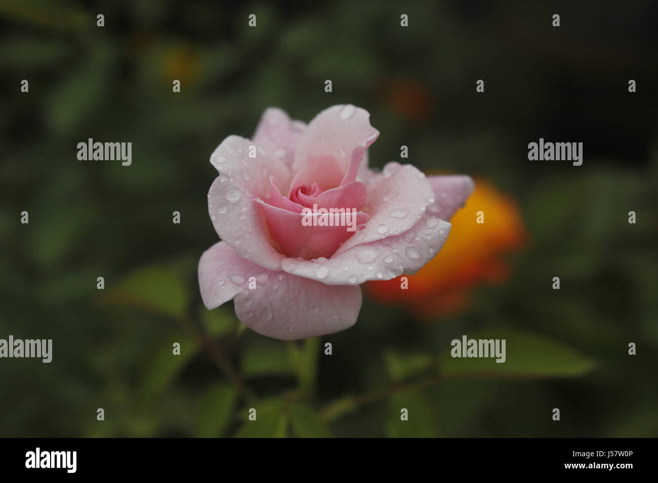 schöne Rosen Königin Stockfoto