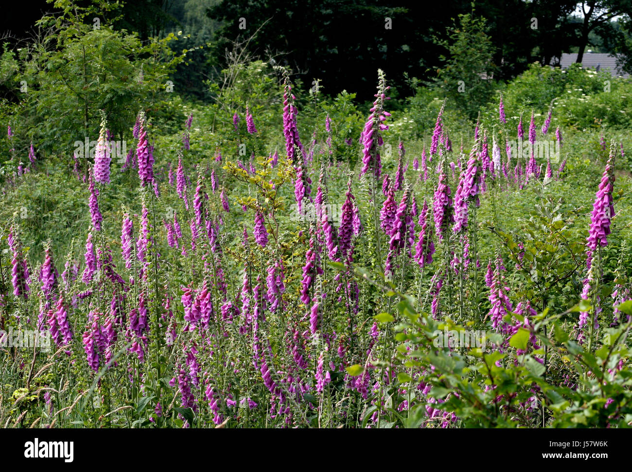 Fingerhut 2 Stockfoto