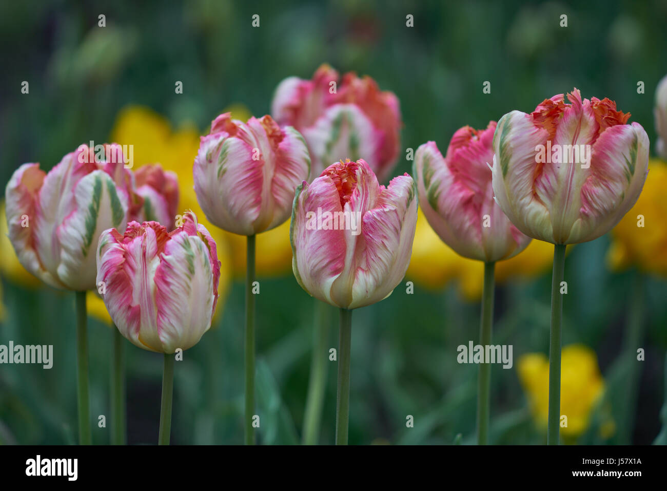 Weiße Tulpen mit rosa und grünen Streifen auf den Blüten Blumen schließen UpTulip Tulipa Apricot Parrot Stockfoto
