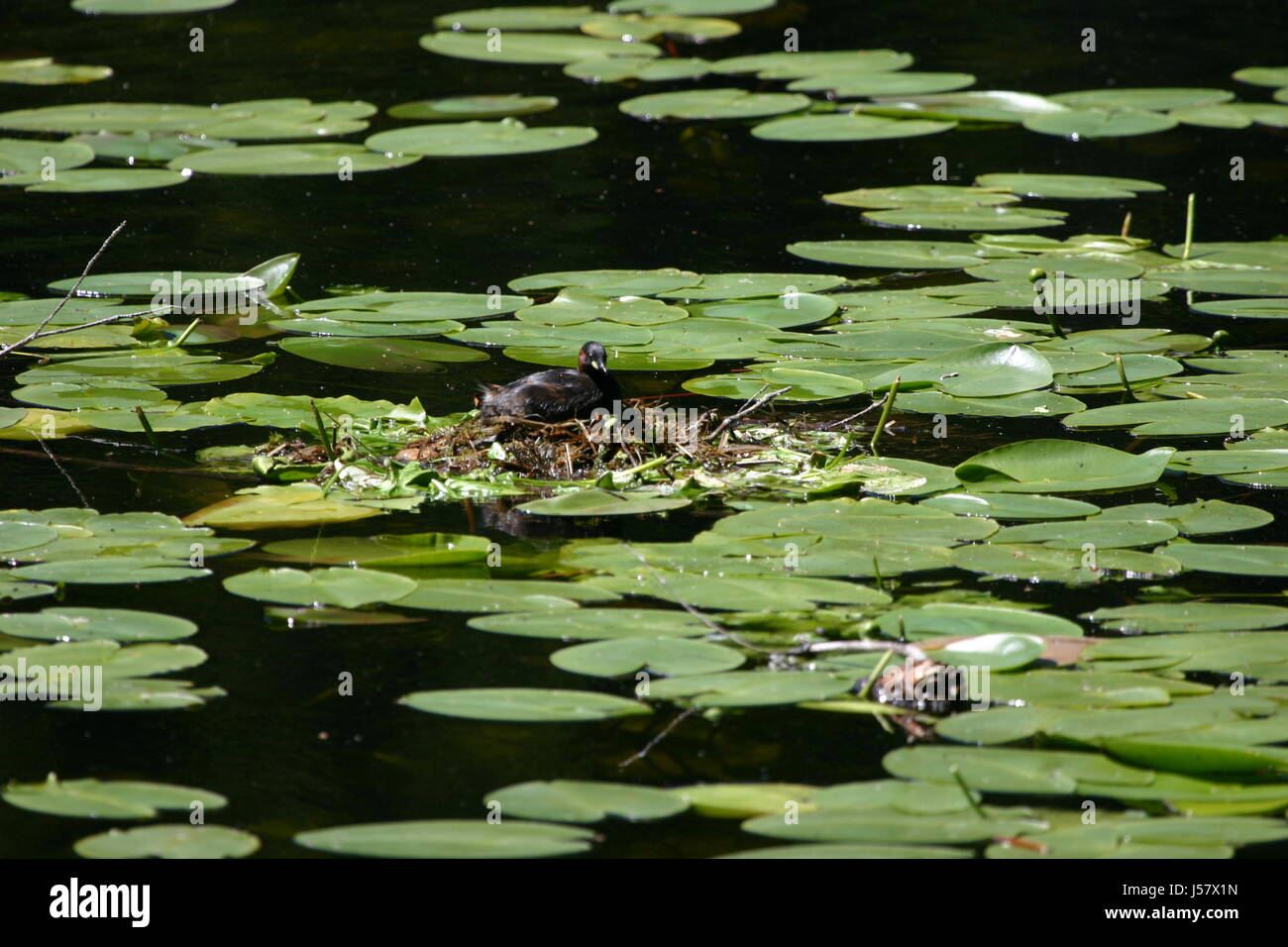 Scaup (7) Stockfoto