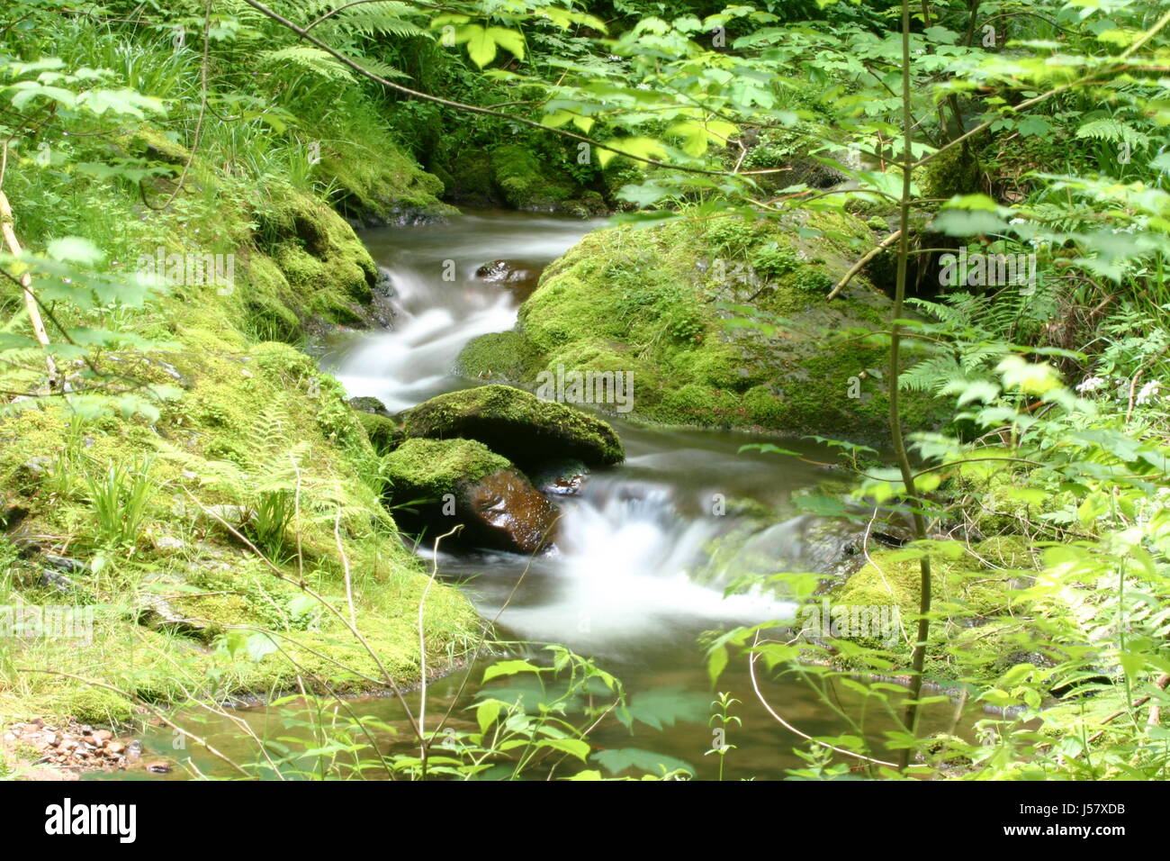 Dobel Bach (7) Stockfoto