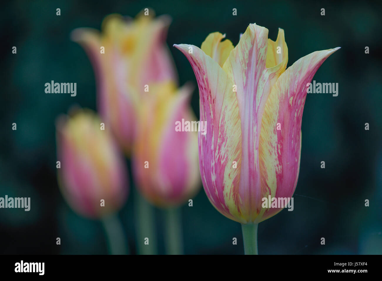 Tulpe mona lisa blume hautnah -Fotos und -Bildmaterial in hoher