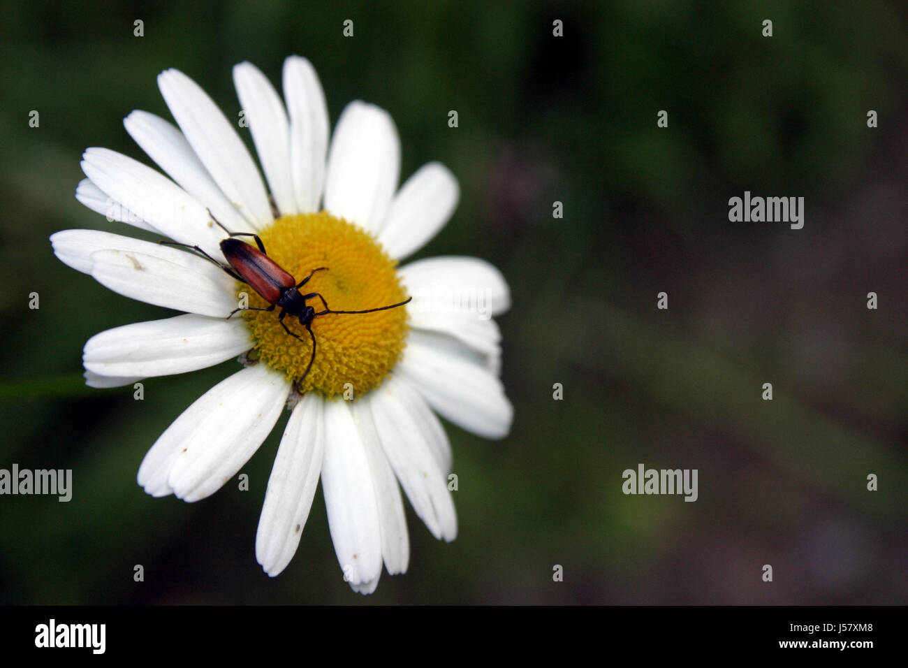 Käfer auf Gänseblümchen Stockfoto