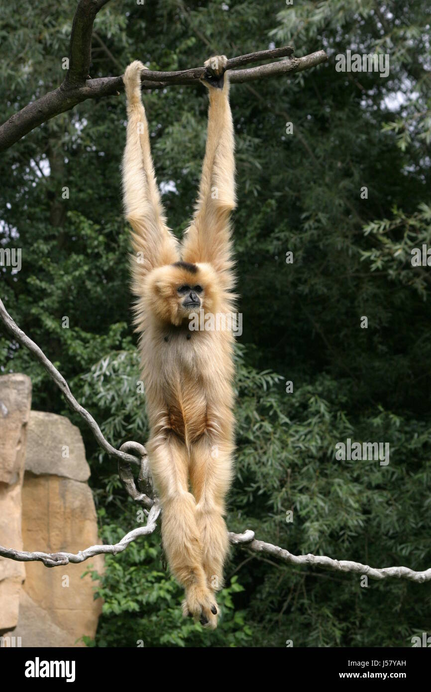 Säugetier Affe Gibbon Hylobatidae Primat Trockennasenaffen altweltaffen Stockfoto