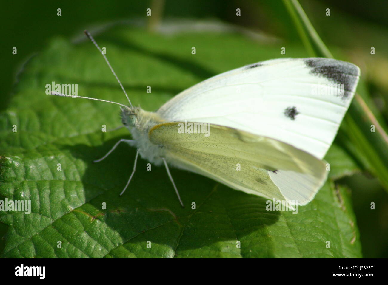 warten warten schöne beauteously schöner grüner Schmetterling Augen Haut behaarte sitzt Stockfoto