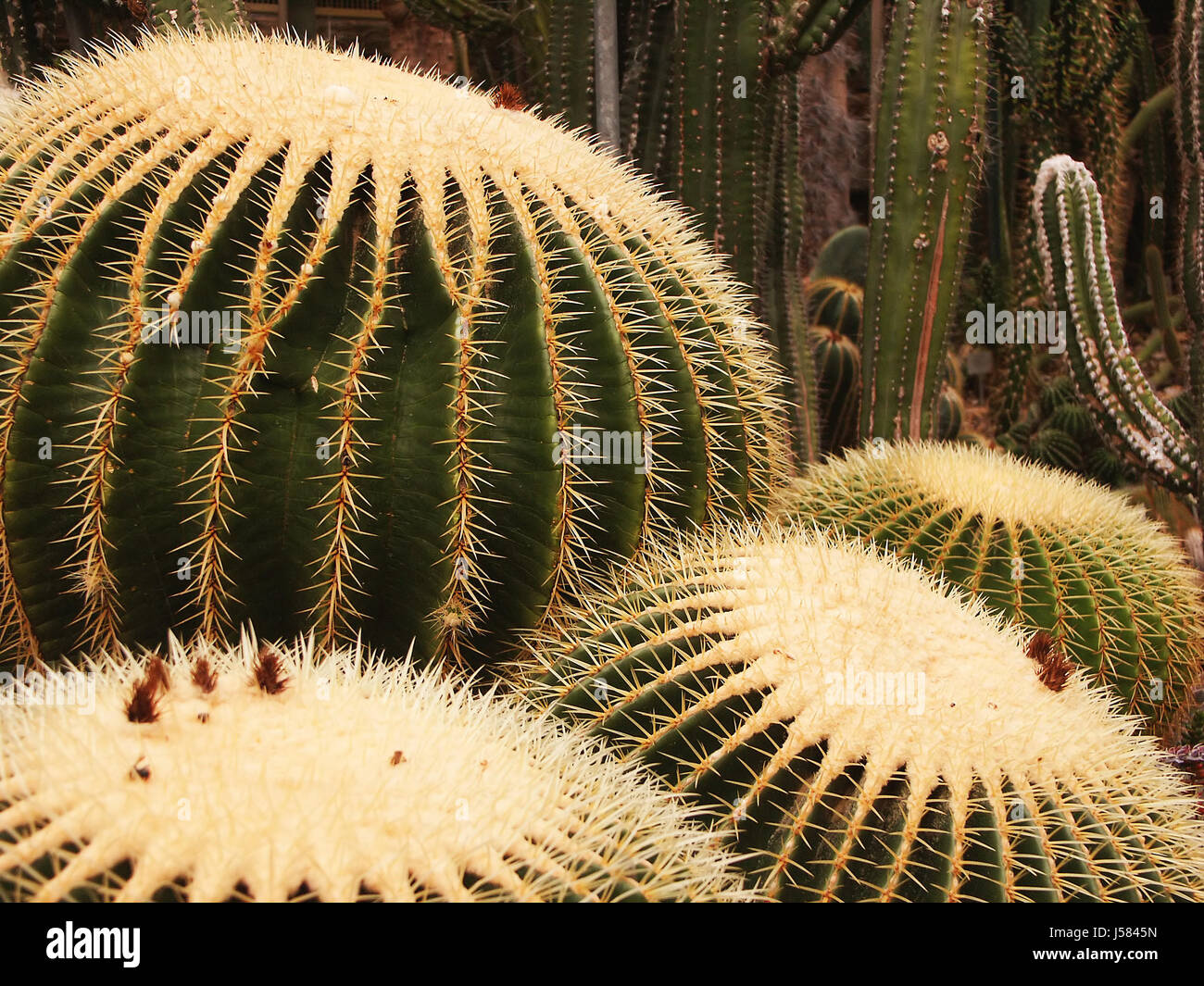 Kugel grnen Kakteen Kaktus Stachel Stachel Gold-Kugel Mexiko Anlage  Schssel goldkugelkaktus Stockfotografie - Alamy