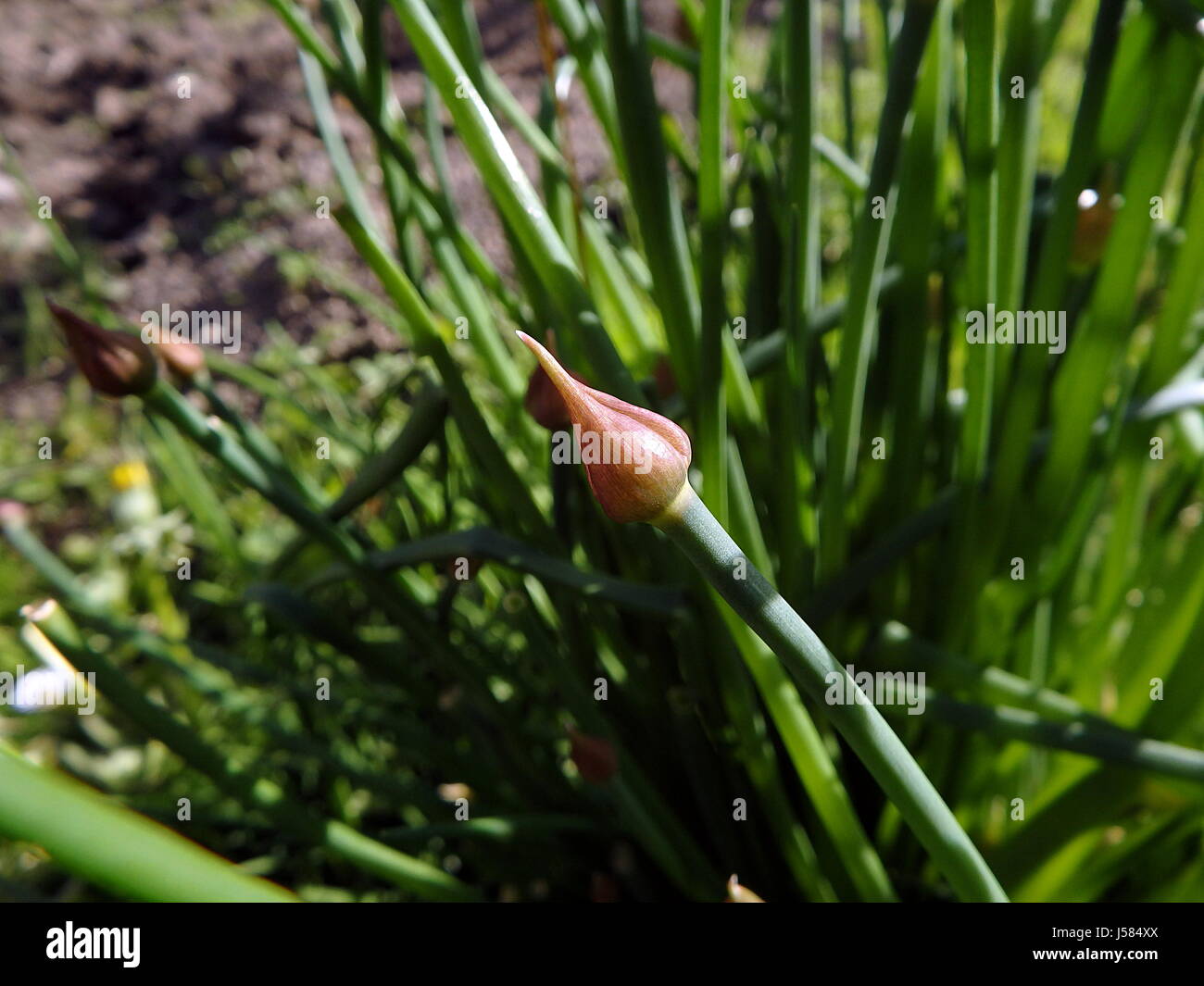 Schnittlauch im Garten Stockfoto