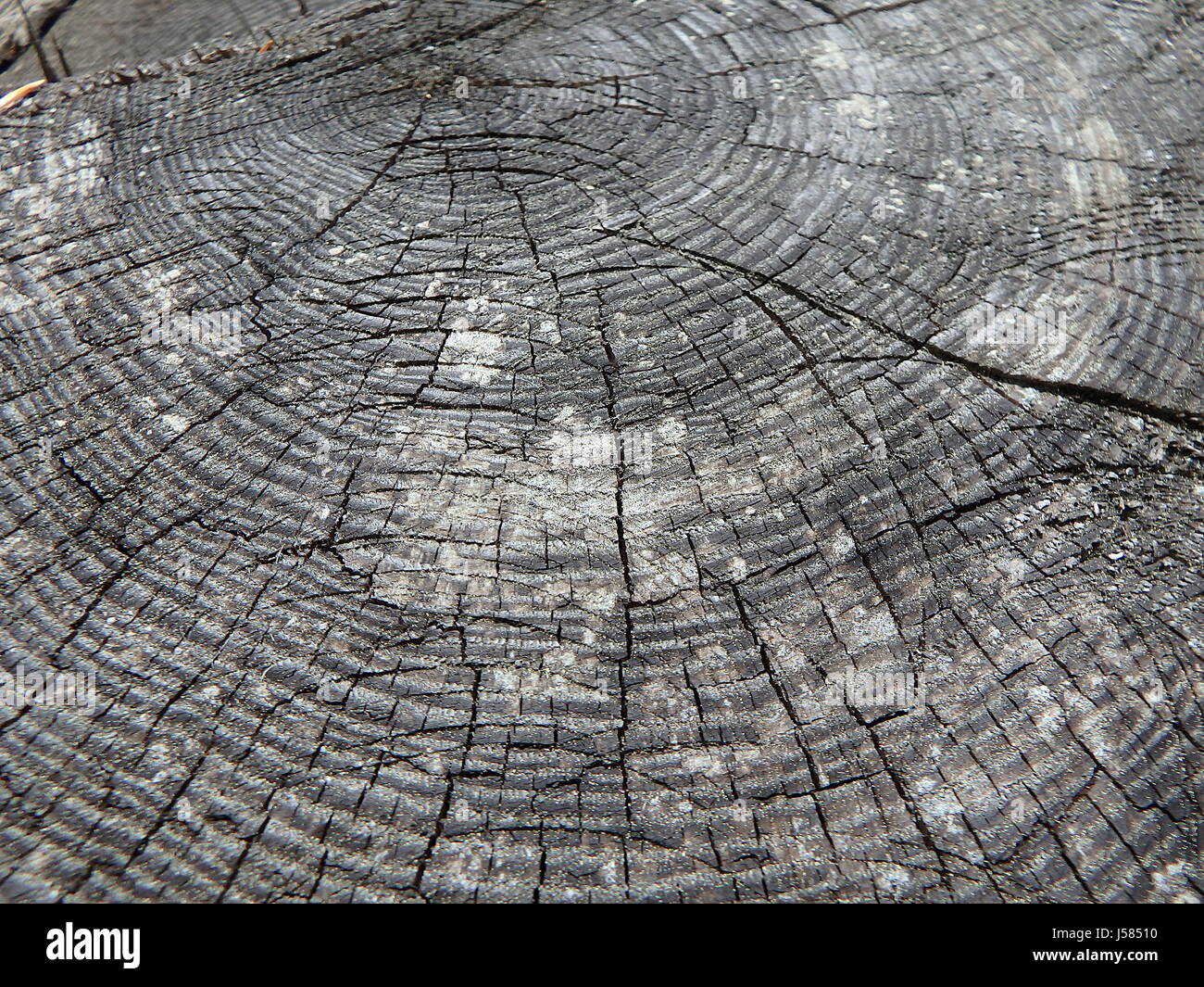 Altholz - natürlichen Hintergrund, alte Baumstumpf - Lärche, Stockfoto
