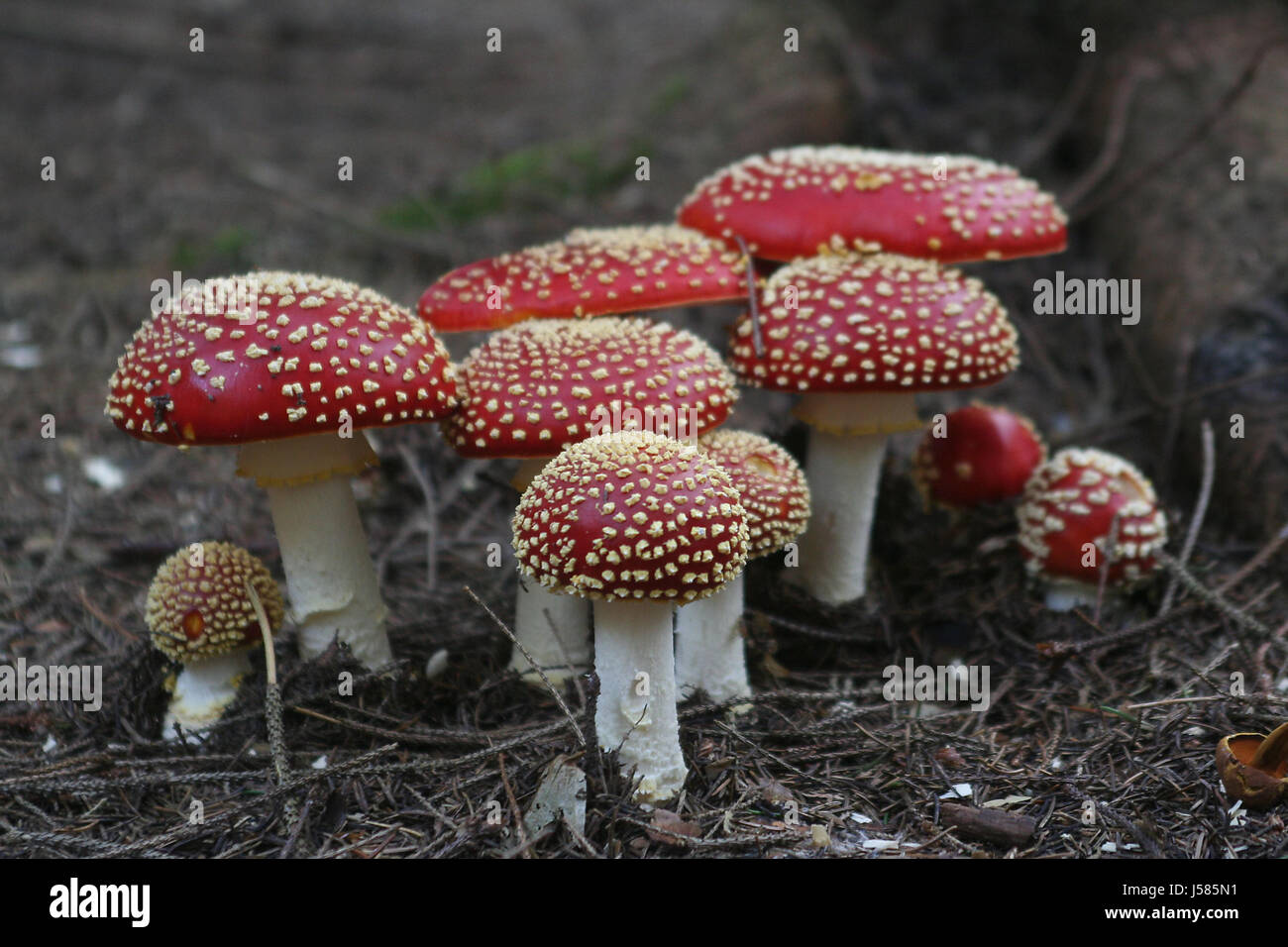 Fliegenpilz Fliegenpilze Dab Glückspilz Familie Familie Wald pilzfamilie Stockfoto