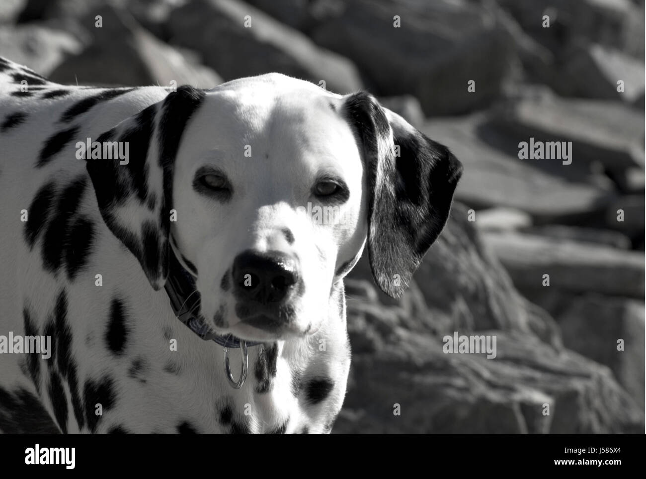 Emotionen Tiere Haustiere Strand Meer Strand Meer Hund Hunde Dalmatiner Stockfoto