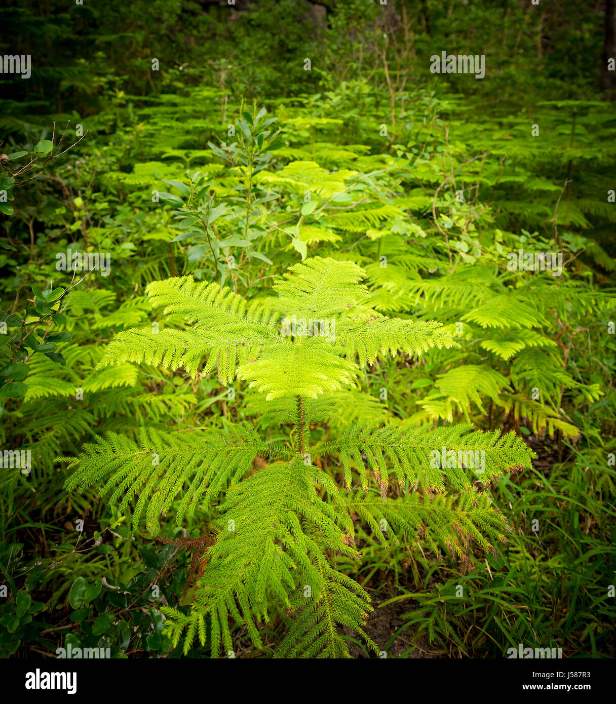 Wald-Details auf Ile des Pins, Neukaledonien im Südpazifik Stockfoto