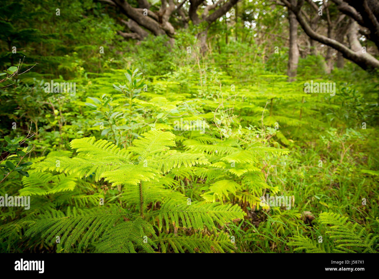 Wald-Details auf Ile des Pins, Neukaledonien im Südpazifik Stockfoto