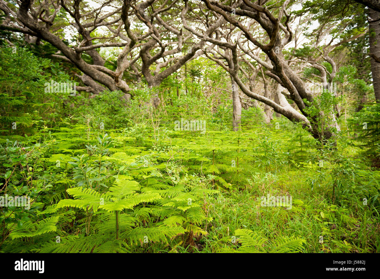 Wald-Details auf Ile des Pins, Neukaledonien im Südpazifik Stockfoto