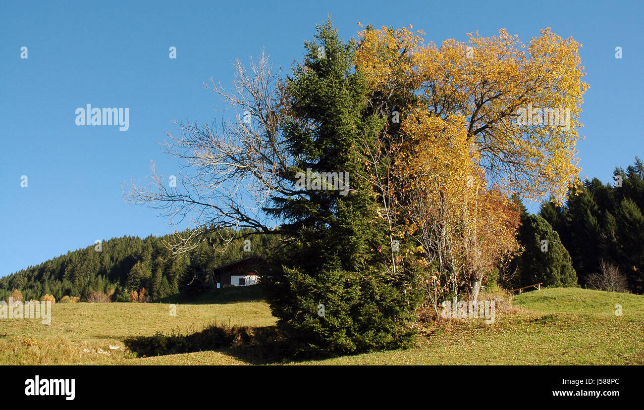 Glanz strahlt hell lucent leichte ruhige helle Umgebung Enviroment Baum Stockfoto