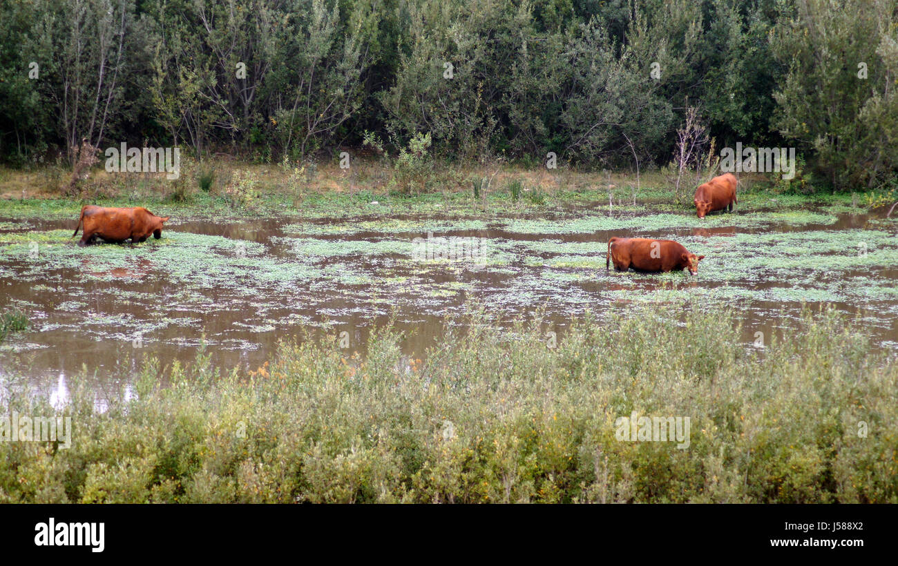 Guadalupe-Nipomo Dünen, Kalifornien, Vereinigte Staaten - 8. Oktober 2014: Rind oder Kuh an einem nebligen Morgen, Moor Sumpf in Kalifornien auf Highway No 1, USA Stockfoto