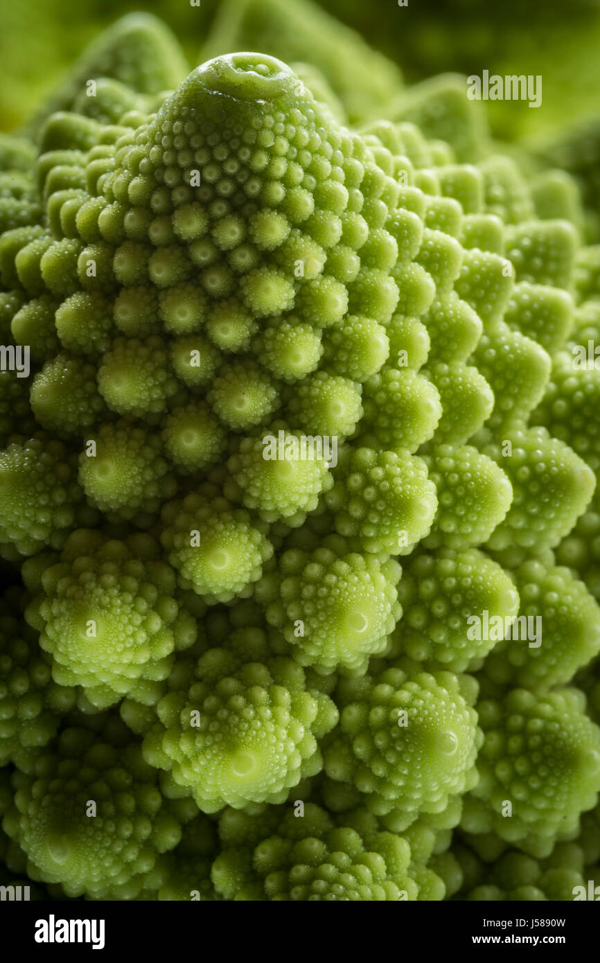 Mini-Romanesco Röschen. Stockfoto