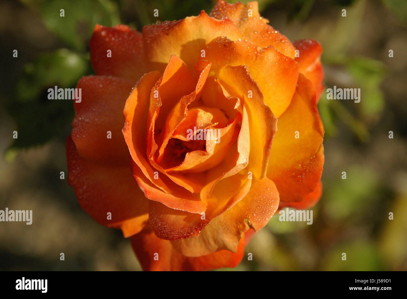 die Königin der Blumen Stockfoto