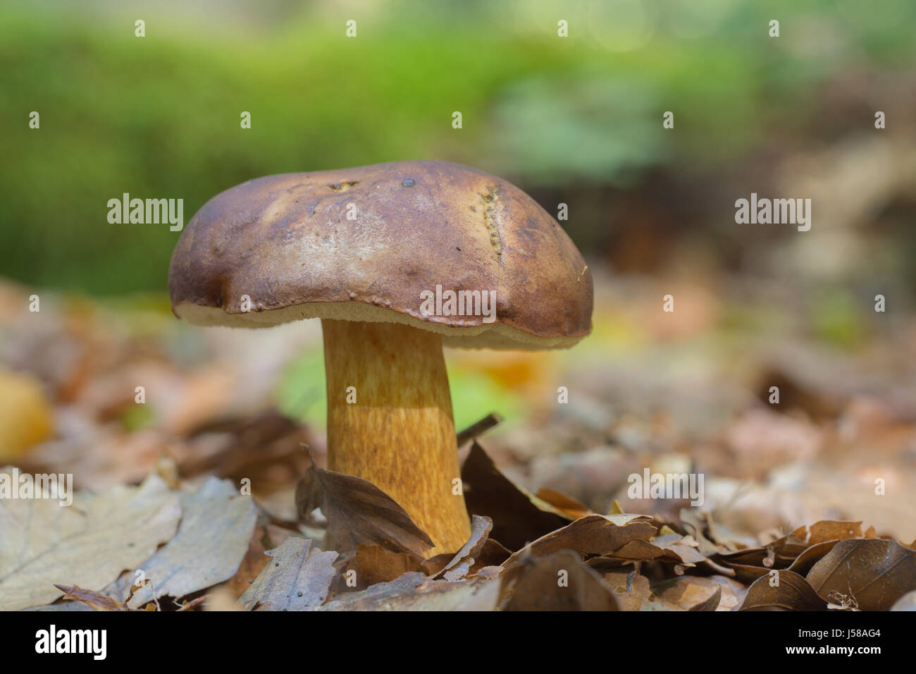 Bucht Bolete - Boletus badius Stockfoto