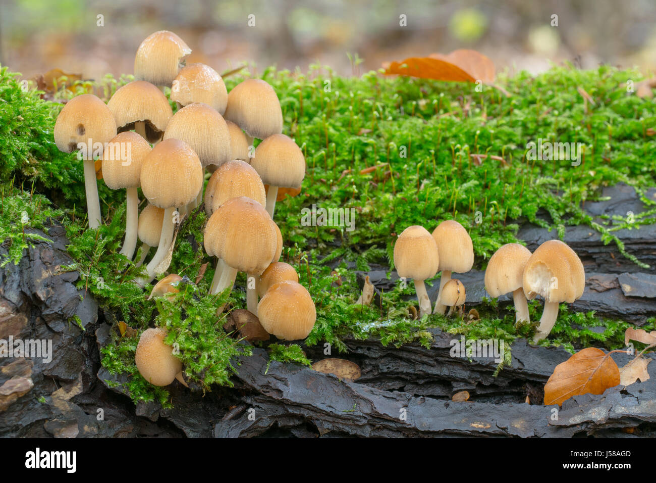 Glimmer GAP - Coprinus micaceus Stockfoto