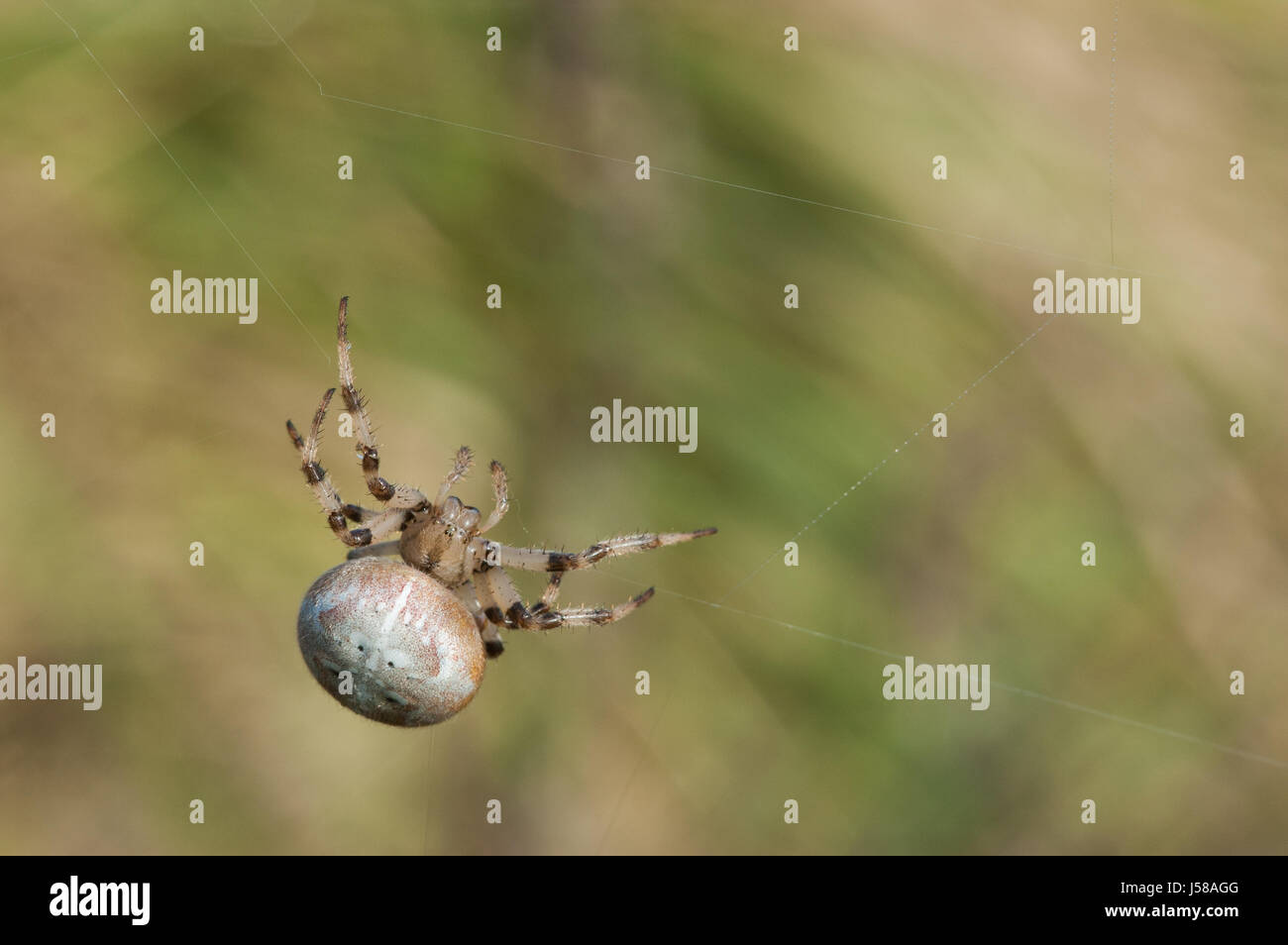 Vier-Punkt Orb-Weaver - Araneus quadratus Stockfoto