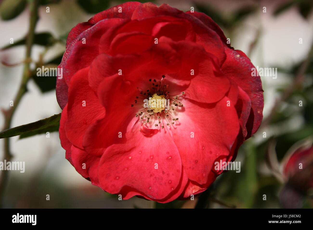 Blume Pflanze Verführung rosigen stieg kunstvolle Innere Studierstuben offenen verhexen Stockfoto