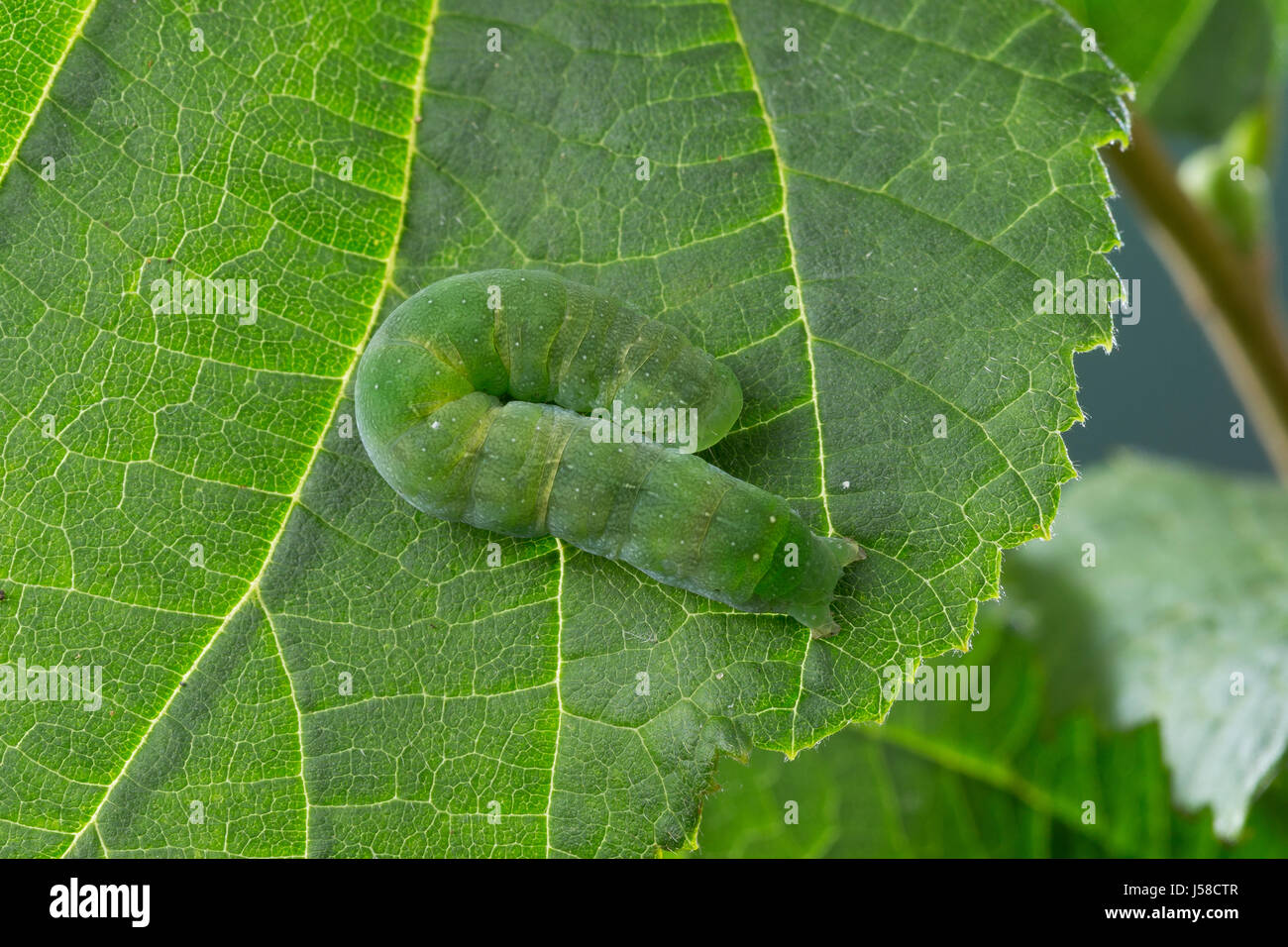 Gelbfleck-Waldschatteneule, Purpurglanzeule, Purpurglanz-Eule, Purpur-Glanzeule, Raupe Frisst eine Hasel, Euplexia Lucipara, kleine Winkel-Farbtöne, caterpi Stockfoto