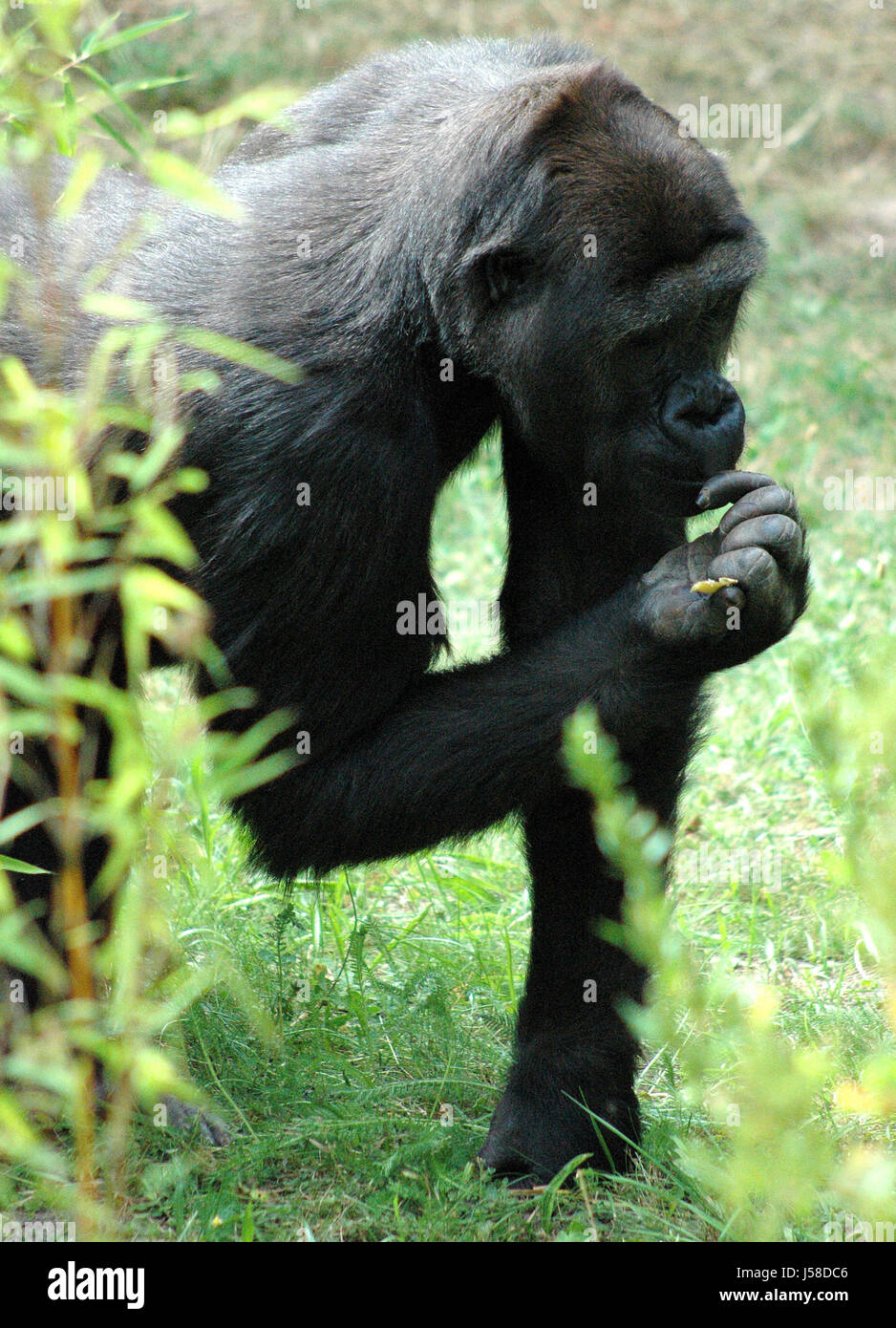wilde Affen Urwald Gorillas Menschenaffen Wiese Regenwald Regenwald Stockfoto