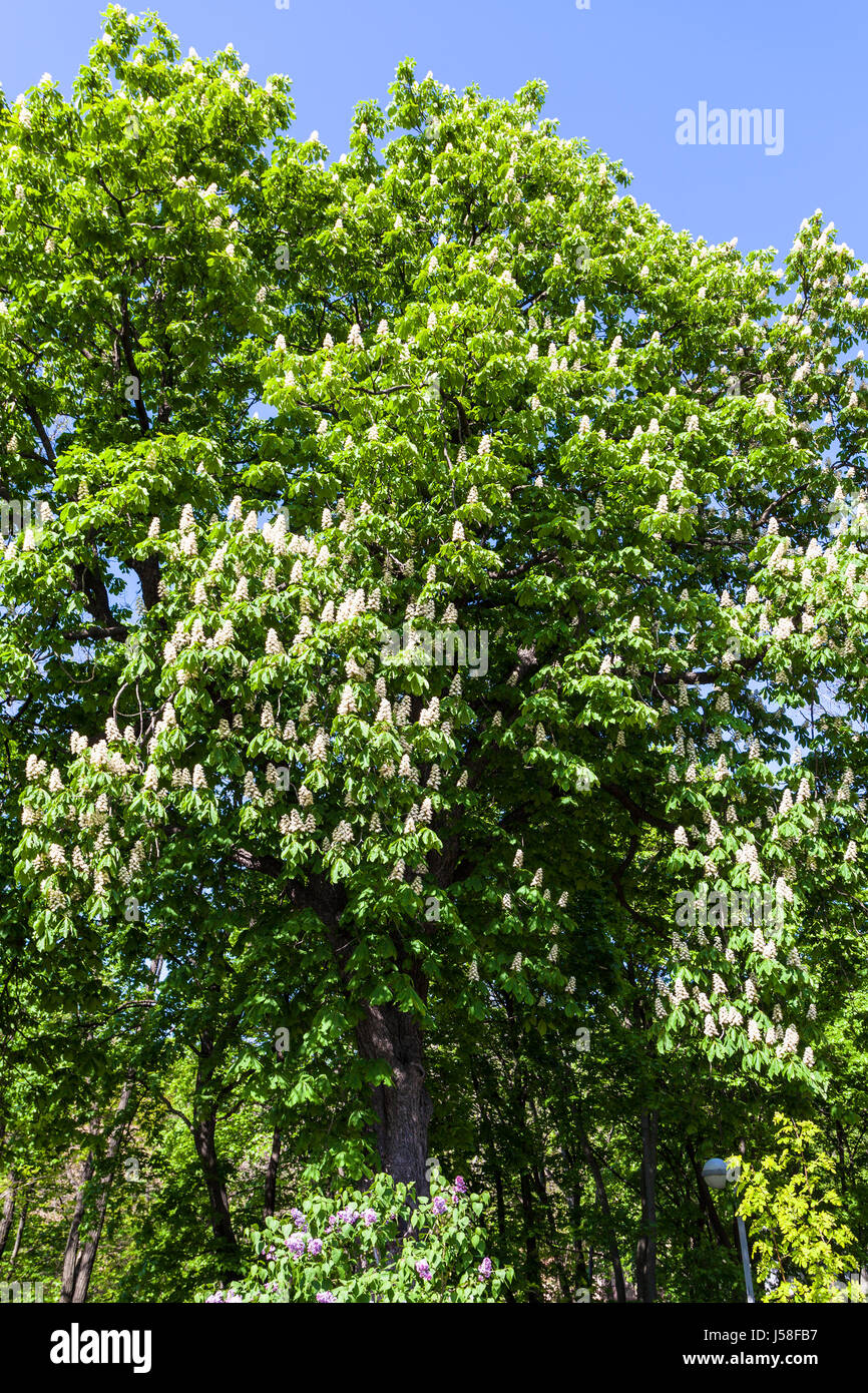 blühende Pferd Kastanie (Aesculus Hippocastanum) - Symbol der Stadt Kiew in öffentlichen Stadtpark besang Hill (St. Volodymyr Hill, besang Hallo Stockfoto