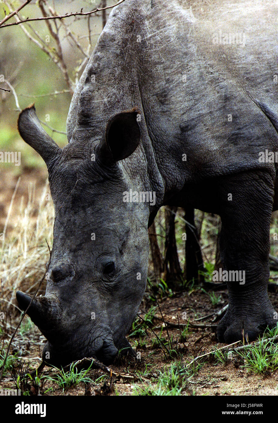 Nationalpark Dürre Nashorn Rhinoceros sd Afrika sar Krger nationalpark Stockfoto