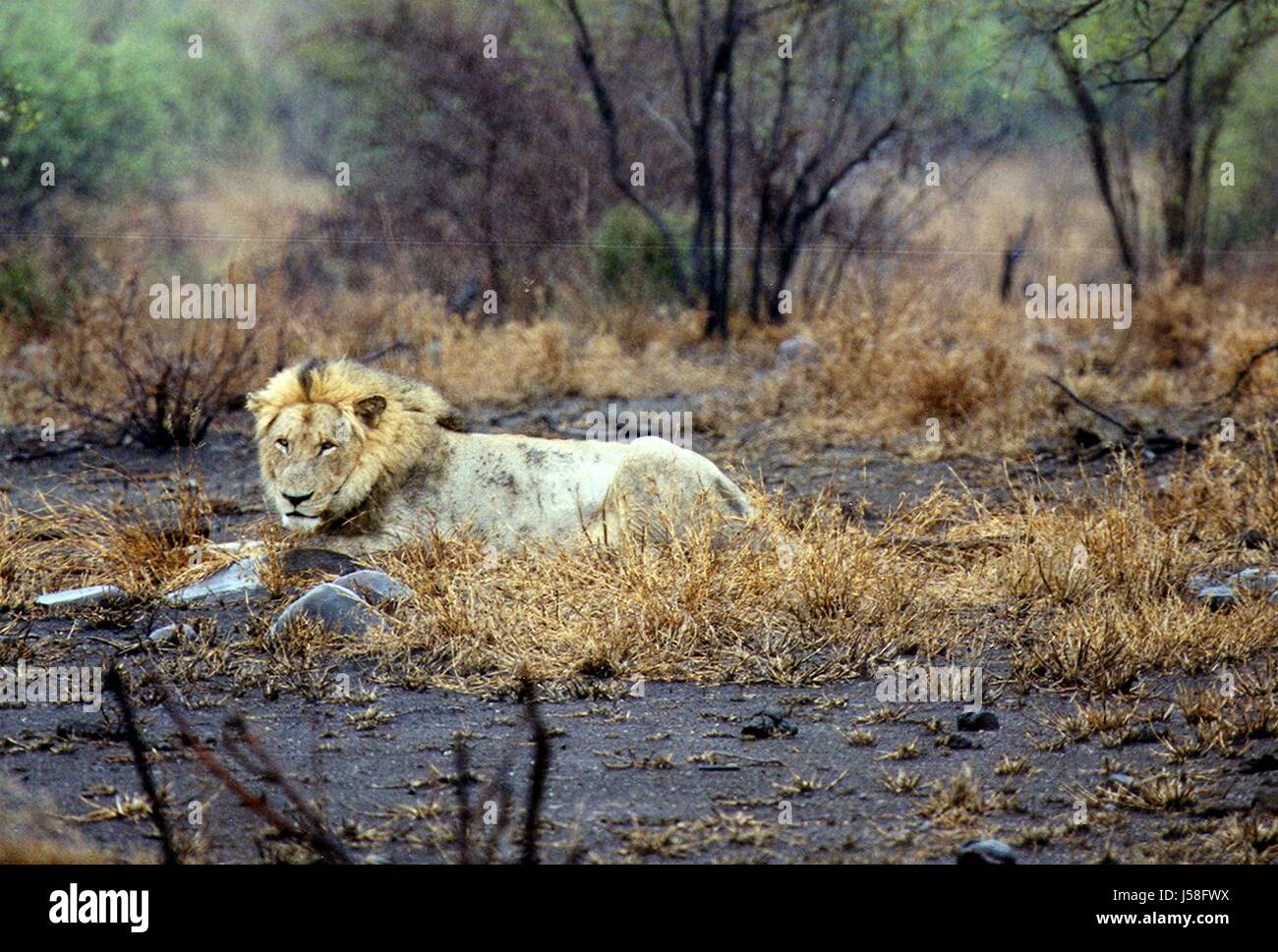 Nationalpark-Löwe Katze Raubkatze Raubkatze Löwen Dürre sd Afrika sar Stockfoto
