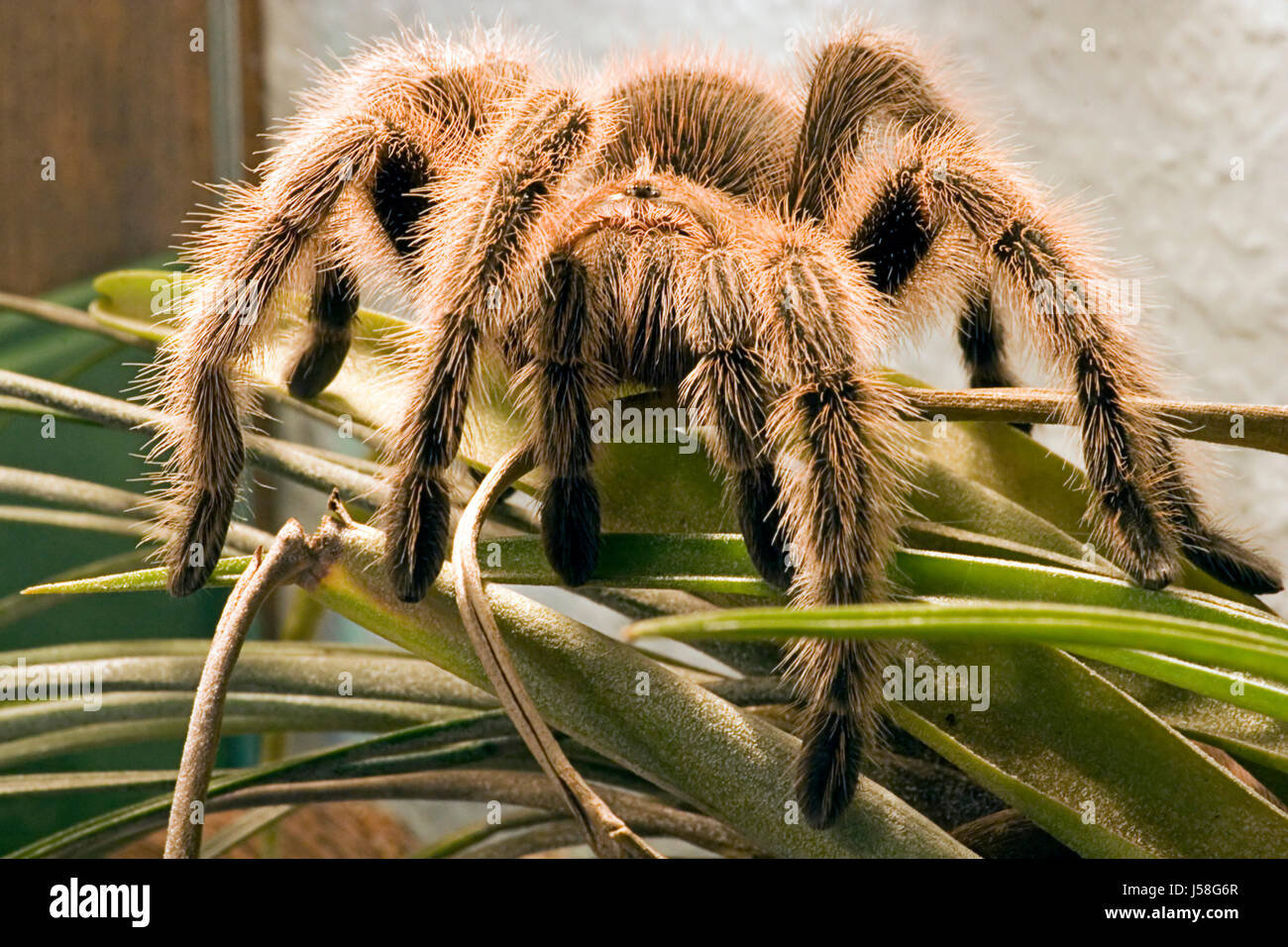 Gefahr Haustier räudigen haarige Spinne Angst Chile Terrarium Poison  spinelessly rot Stockfotografie - Alamy