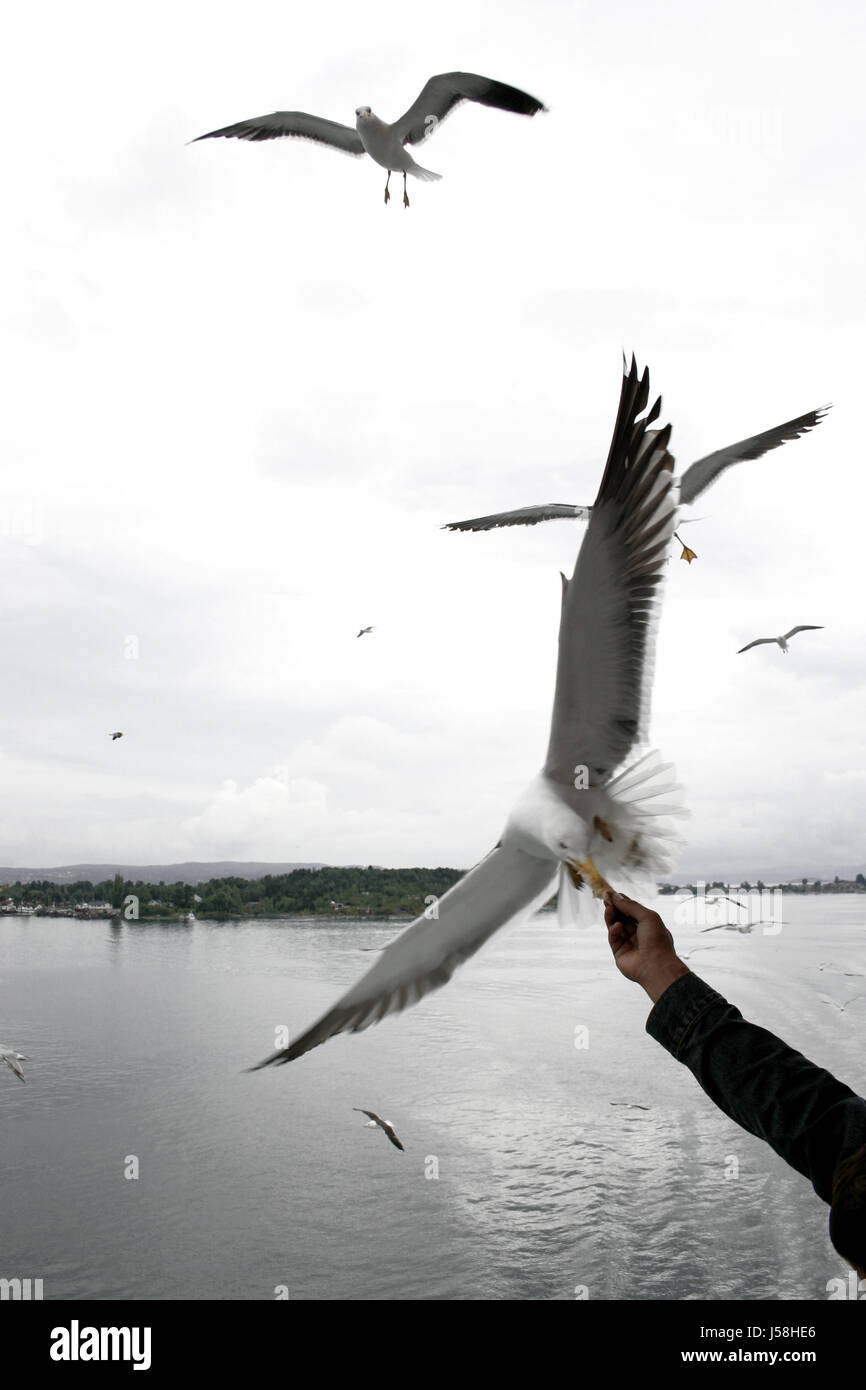 Hand Horizont Vogel Hunger kalt Vögel Wellen Reflexion Gier Federn schüchtern fjord Stockfoto