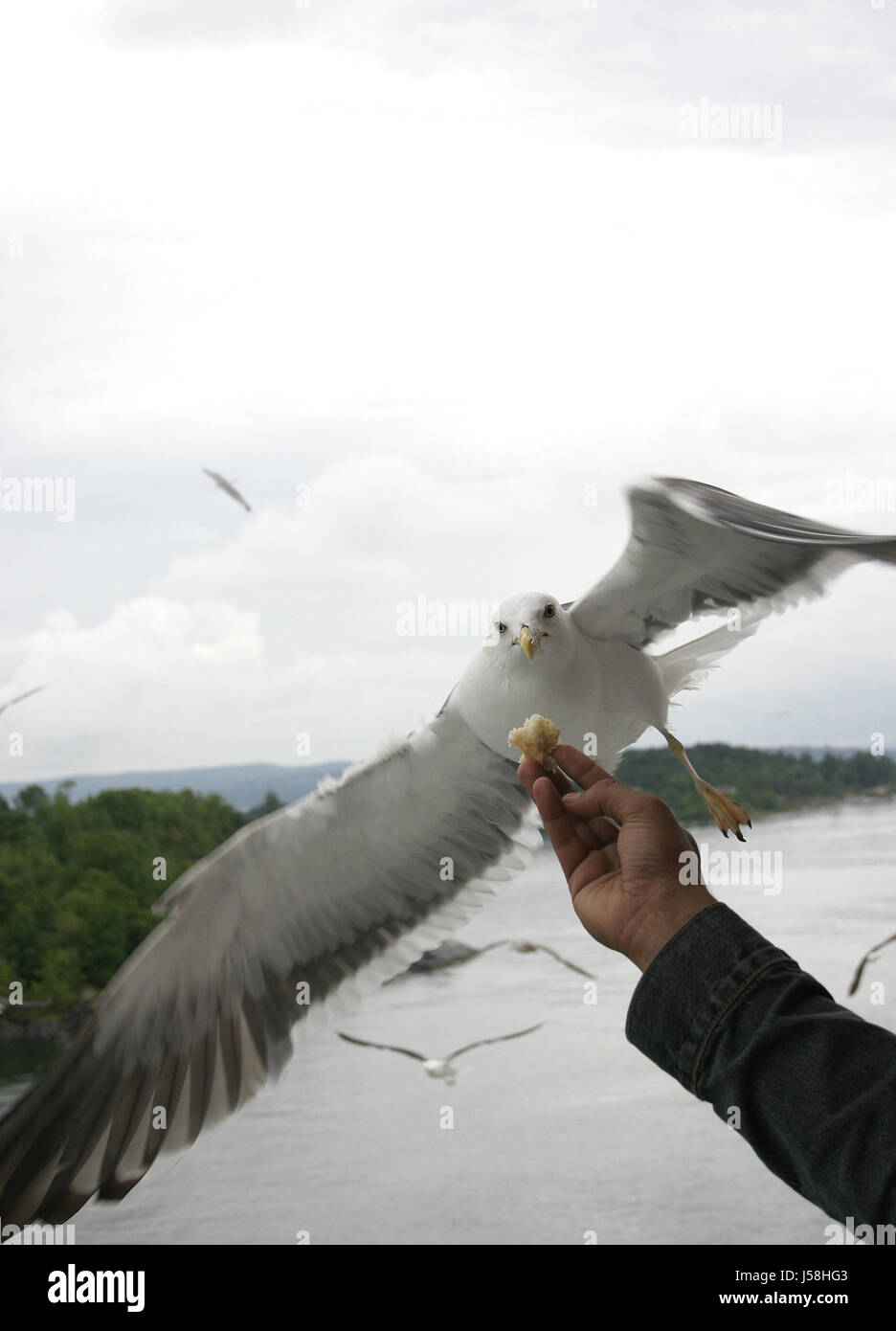 die Hand Finger Horizont Vogel Hunger kalt Vögel Wellen Reflexion Gier jeans Stockfoto