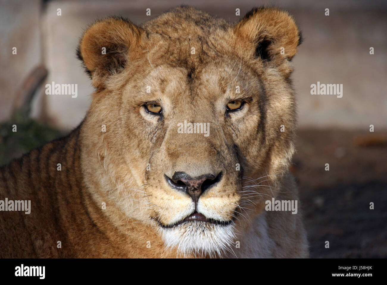 Löwe Katze Raubkatze Raubkatze Augen Ohren Blick Blick Blick sehen  Stockfotografie - Alamy