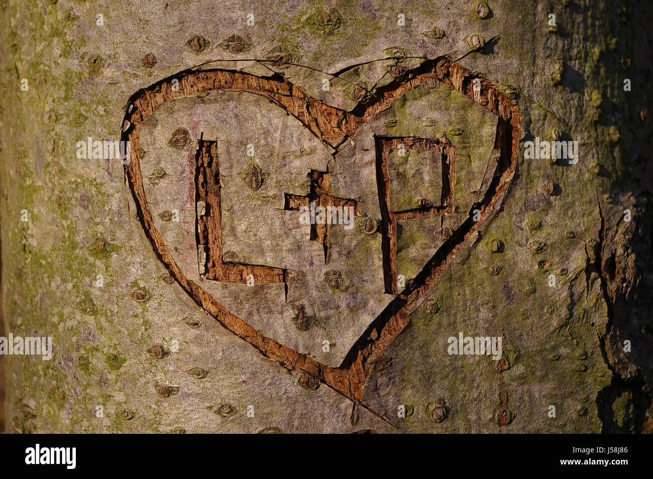 Baum Buchstaben bellen geschnitzten Pubertät Liebe in Liebe in Liebe Herz Verknallt fiel Stockfoto