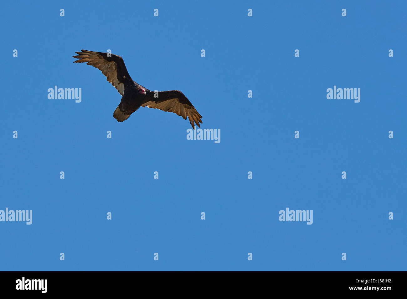 Eine Kalifornien-Kondor, (Gymnogyps Californianus), Segelflug über Angel Island, San Francisco. Stockfoto
