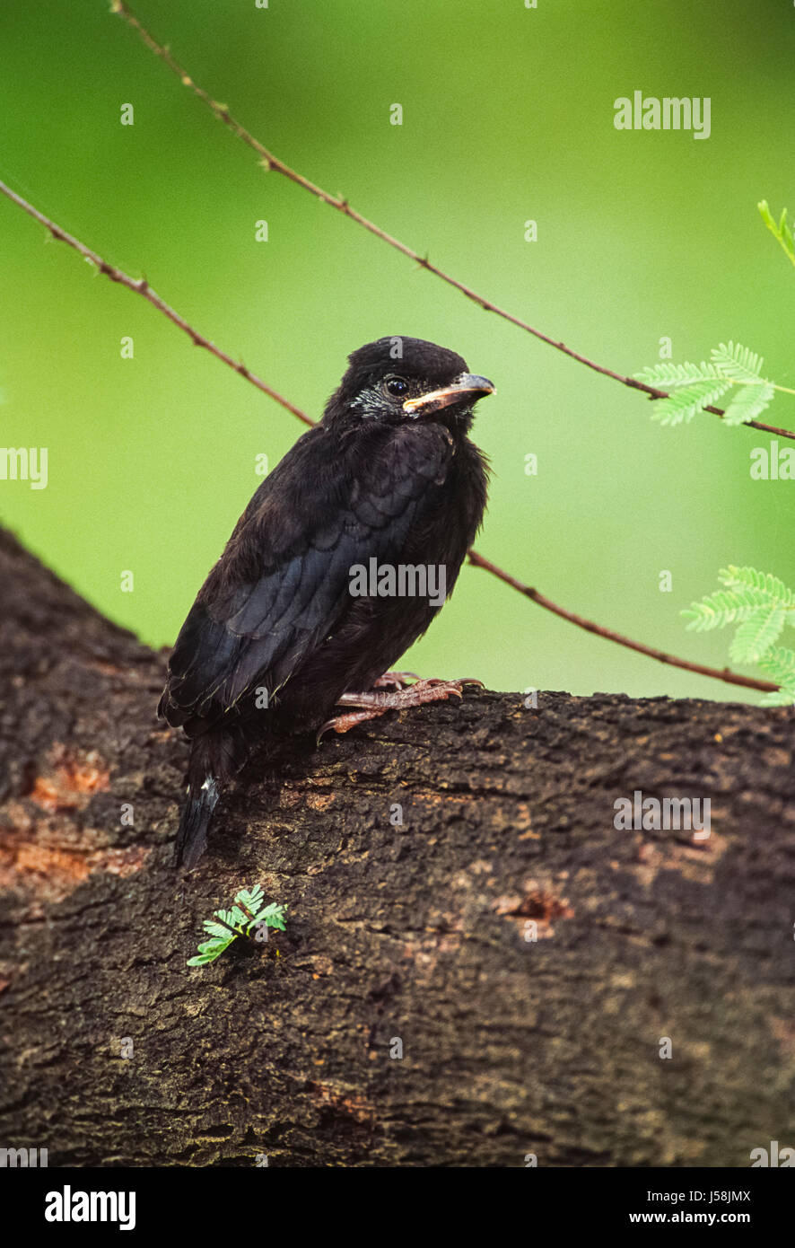 Schwarzer Drongo junge, Dicrurus Macrocercus thront auf Zweig, Keoladeo Ghana Nationalpark, Bharatpur, Rajasthan, Indien Stockfoto